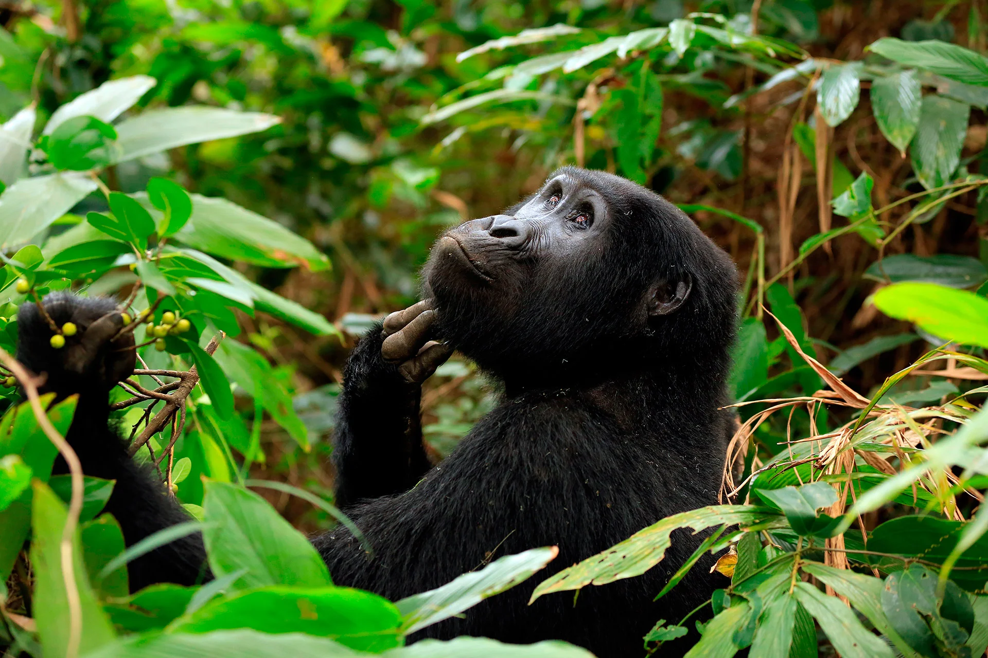 Día Mundial del Gorila
