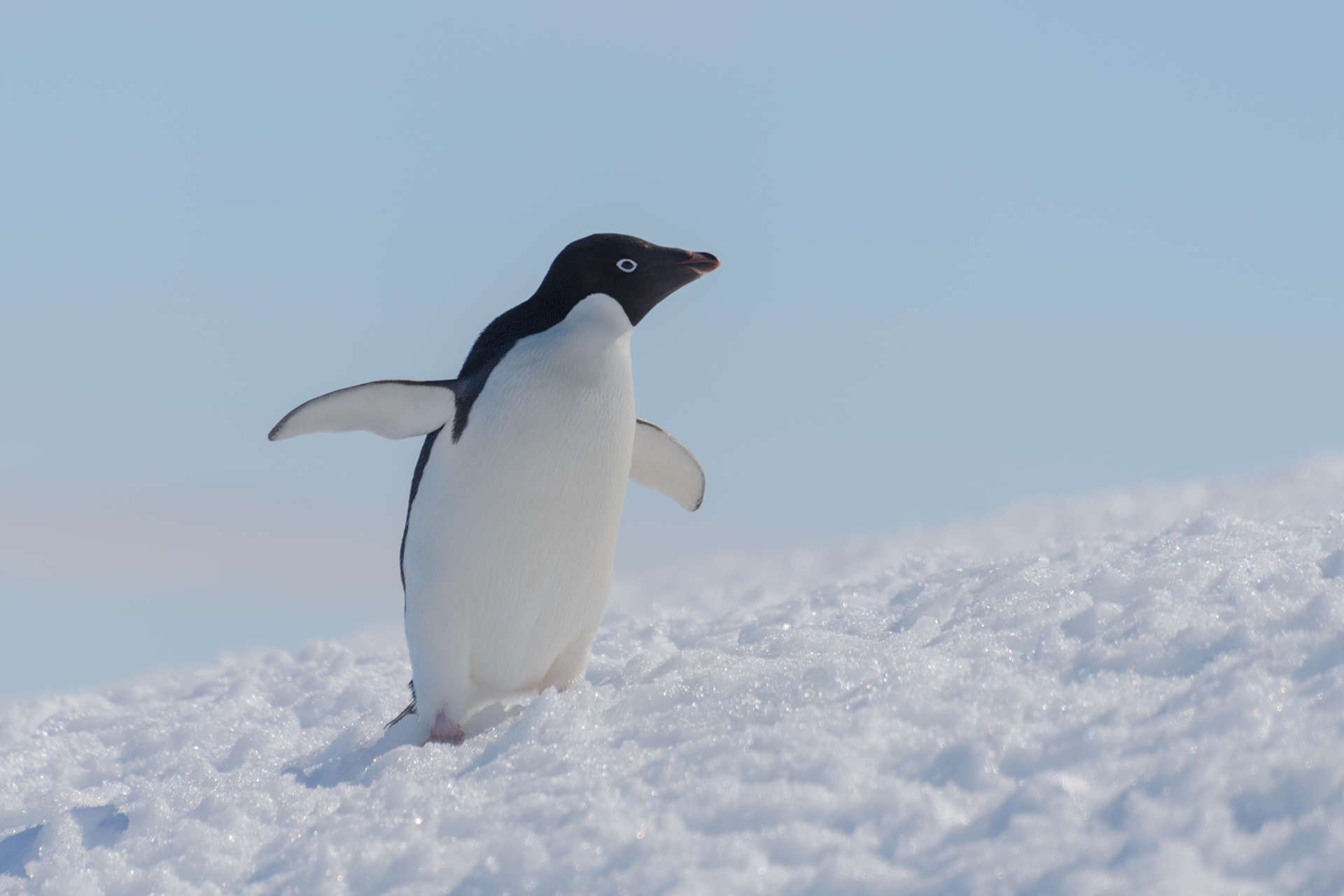 LENGUA CASTELLANA. Palabras con G, R, LL Y Ñ